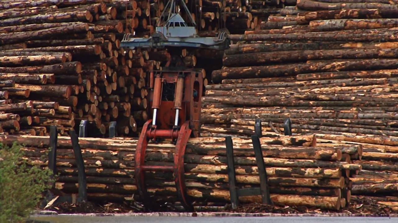 What is deforestation?