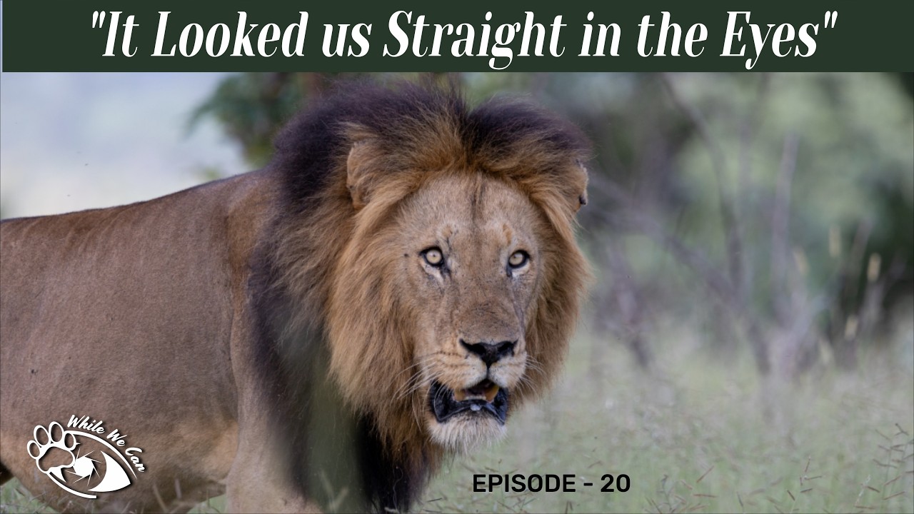 Christmas in Kruger - Episode 1 - Lions, Rain & Rare Moments at Pretoriuskop  - Pre Floods (20)