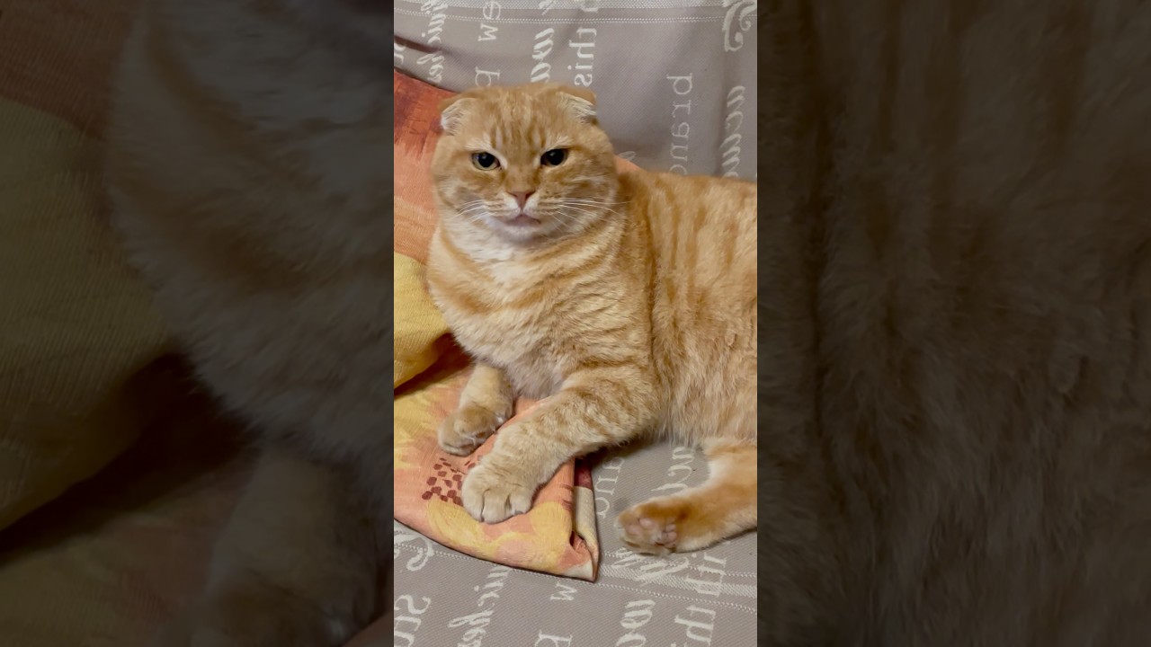 Котик 🐱 🤣#cat