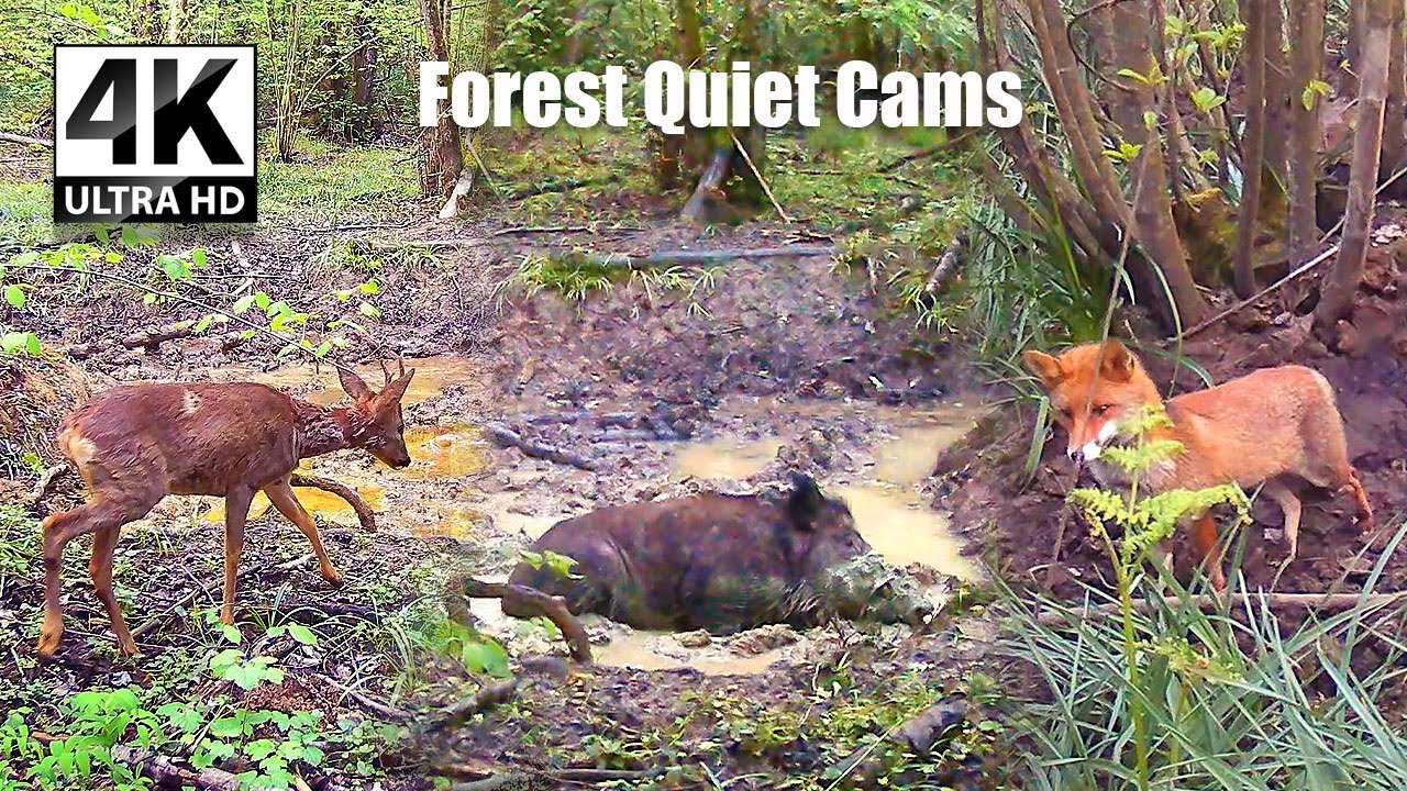 Wild Boars, Fox, Deer & Rare Genet Caught on Trail Camera | Forest Wildlife