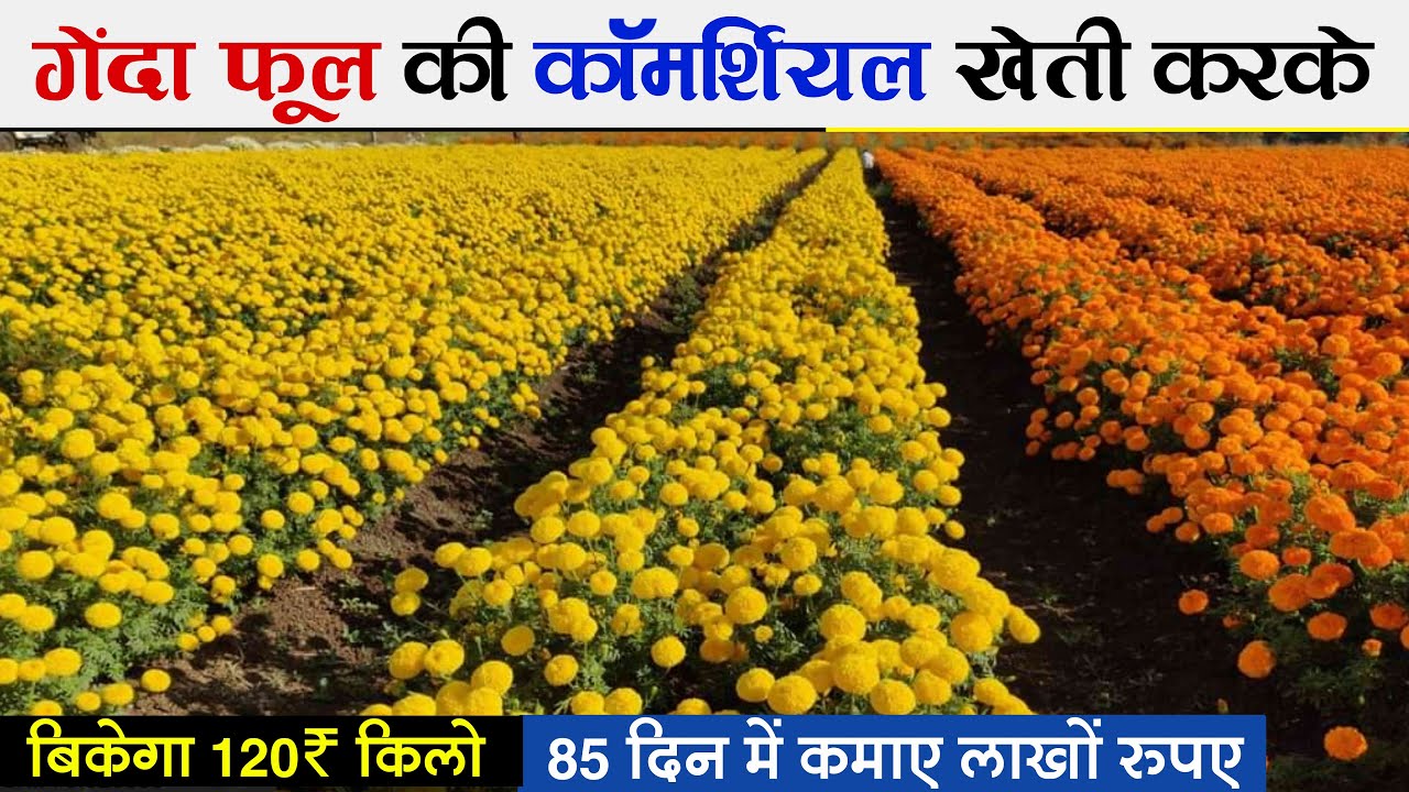 Genda ki kheti | Marigold farming | गेंदे की खेती कैसे करें | gende phool ki kheti kab kare