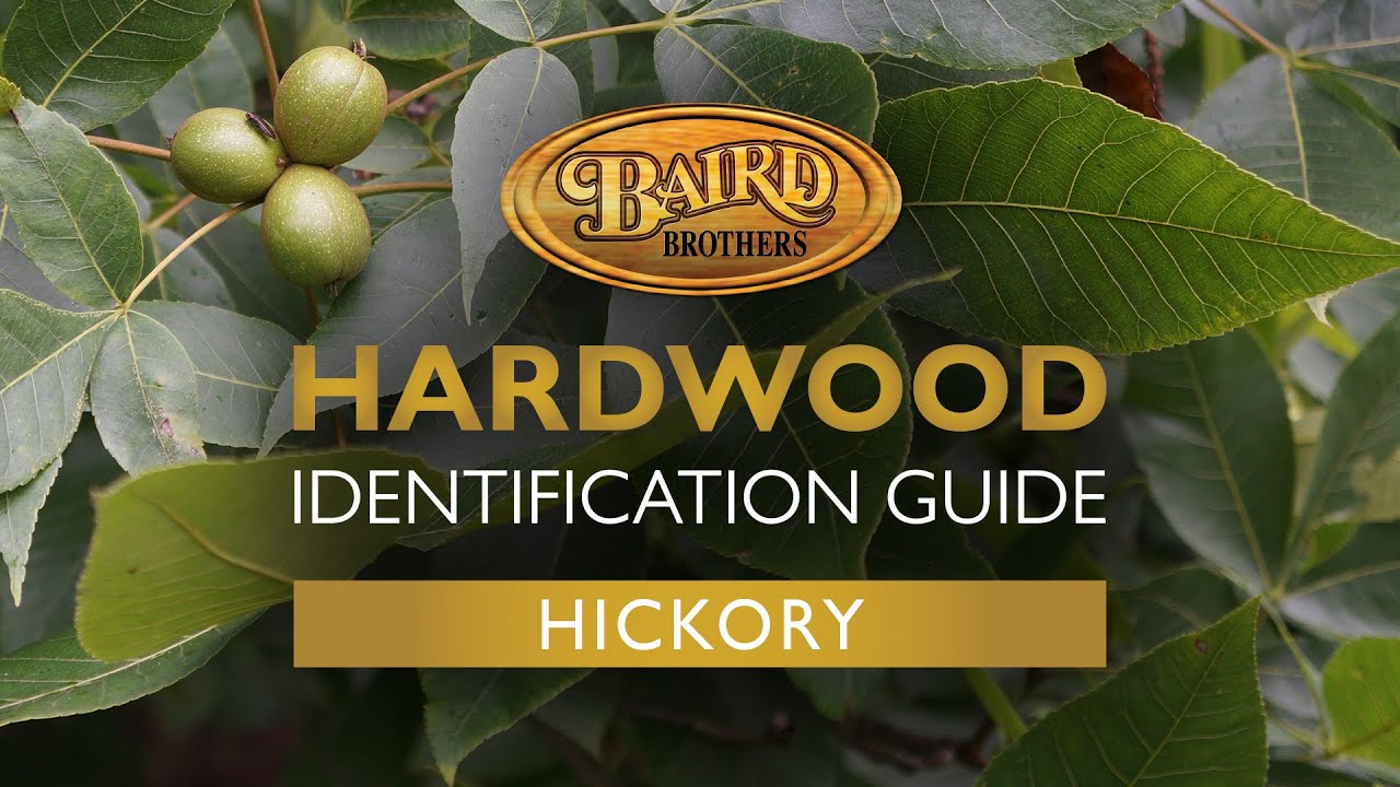 Hickory Hardwood: Uses, Characteristics, and Identification Guide