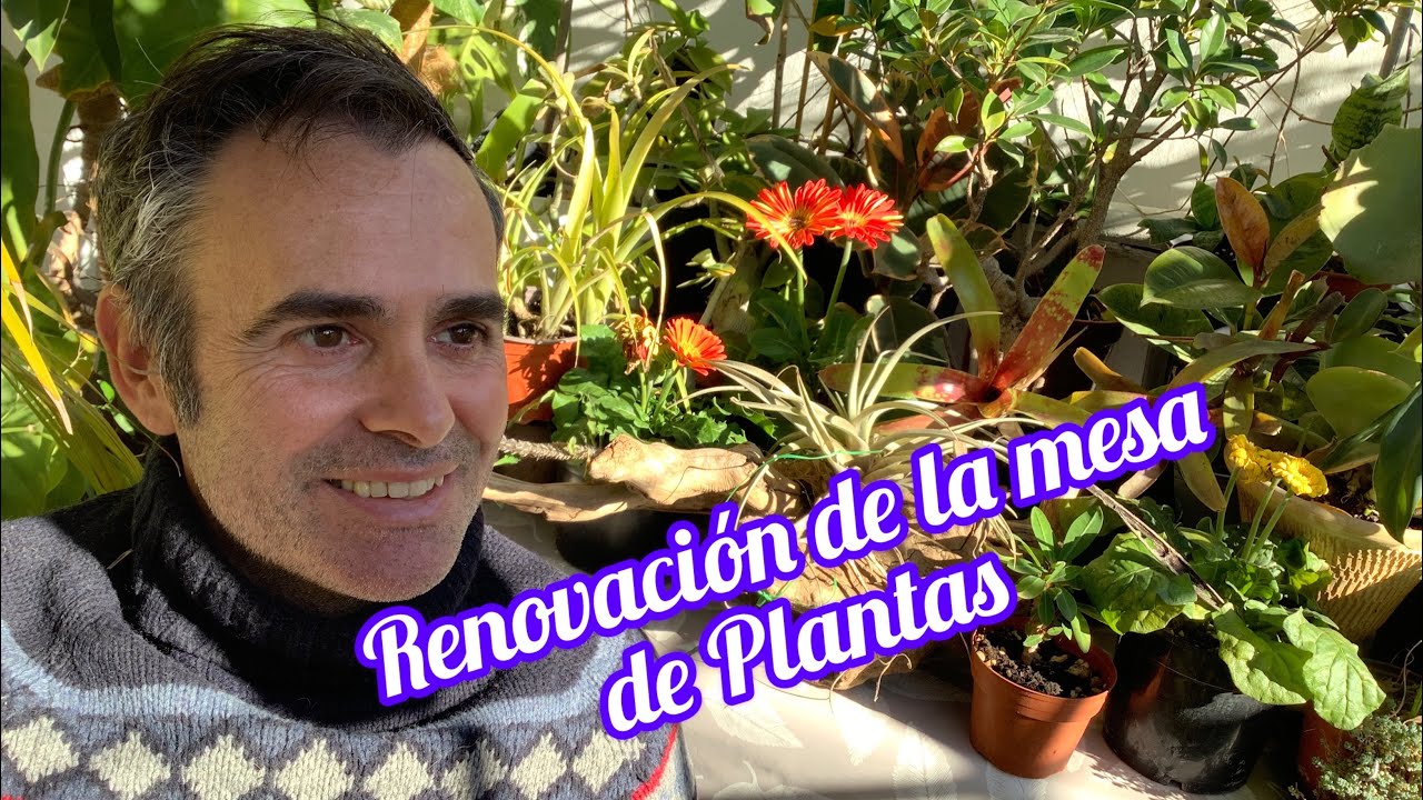 Renovación de la mesa de Plantas CAP 242