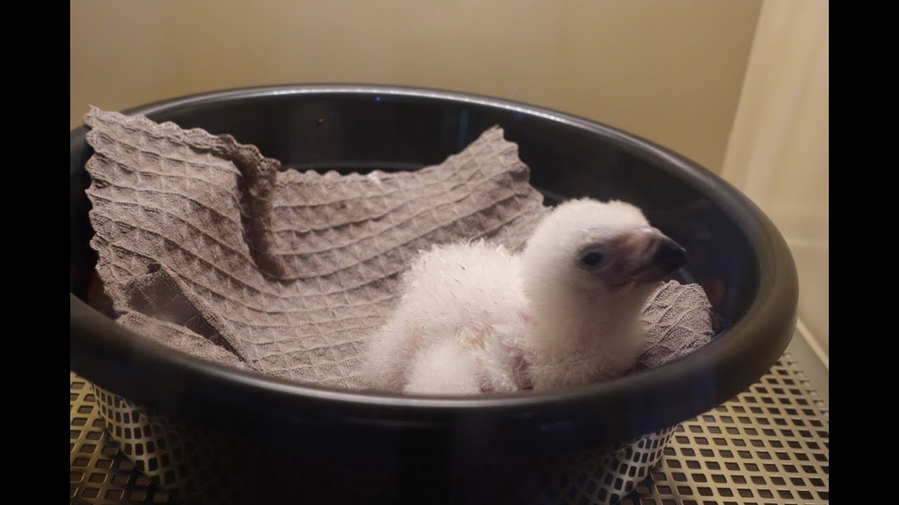 WORKING WITH TROPICAL FOREST EAGLES: Q & A with the Philippine Eagle Foundation