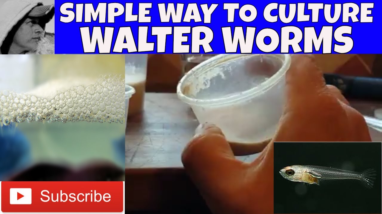 HOW TO CULTURE WALTER WORMS
