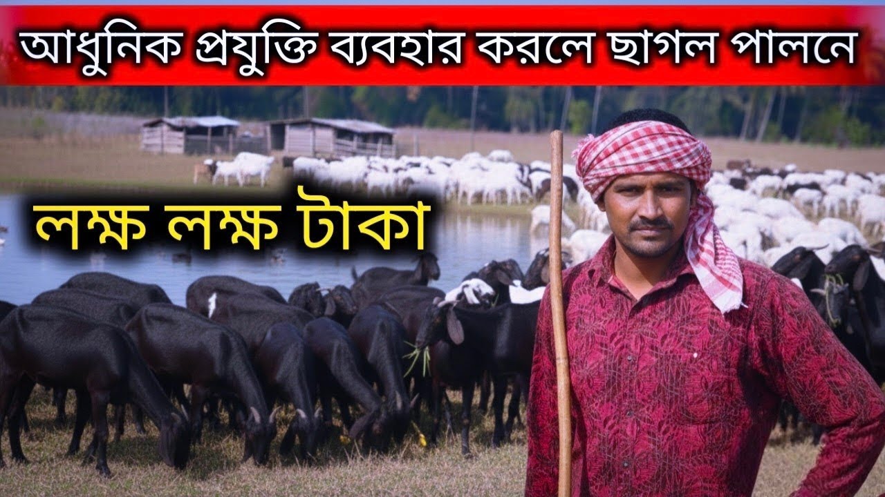 আধুনিক প্রযুক্তিতে ছাগল পালনে লাখ লাখ টাকা আয়ের গোপন কৌশল!