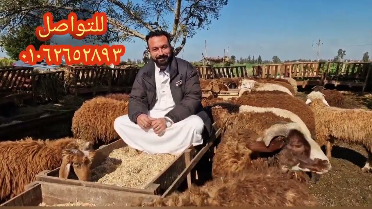 عملتلكم اكبر سوق للأغنام الرحماني  التسمين والانيه وبفضل الله الاعداد اللي عندنا هاتكفي مصر كلها