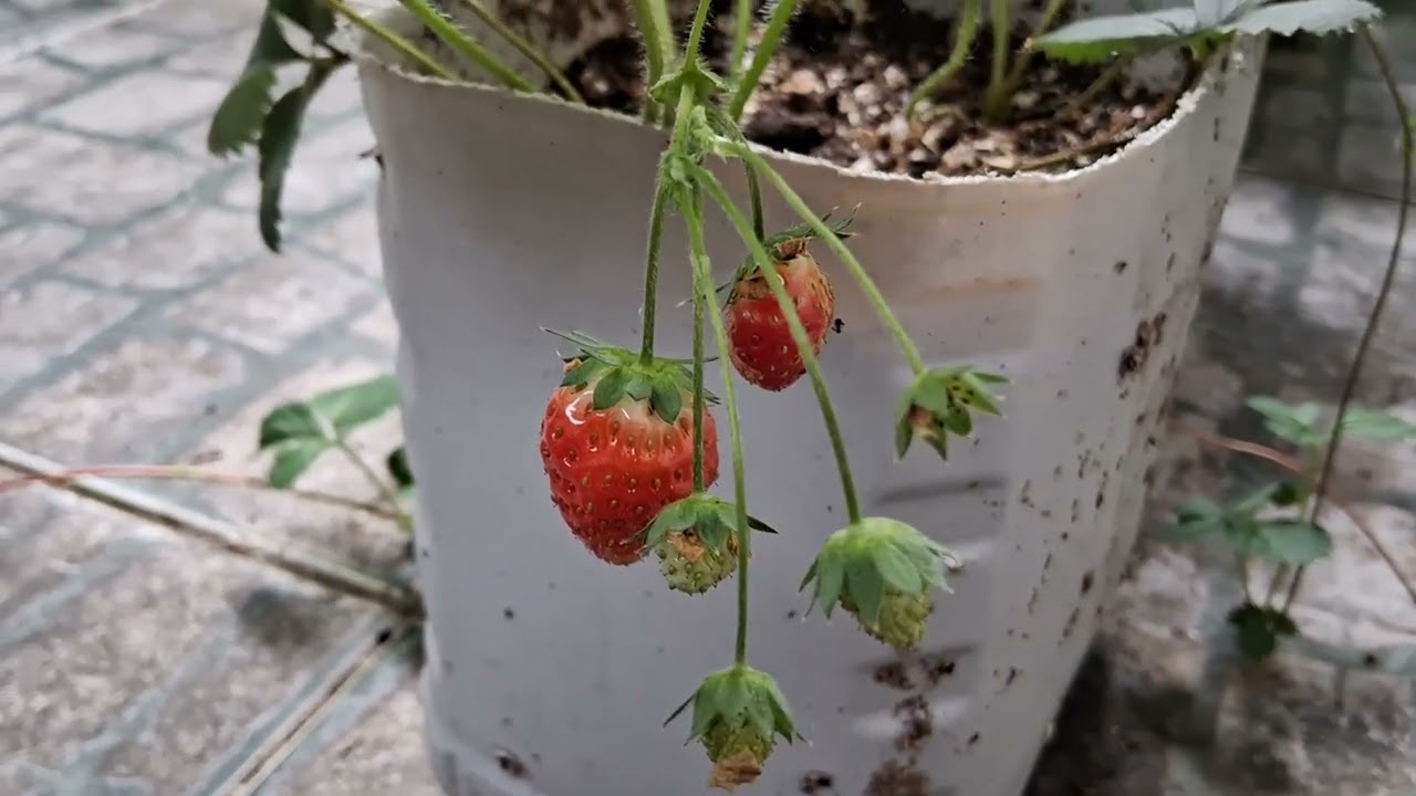 Pé de morango cultivada no quintal. 