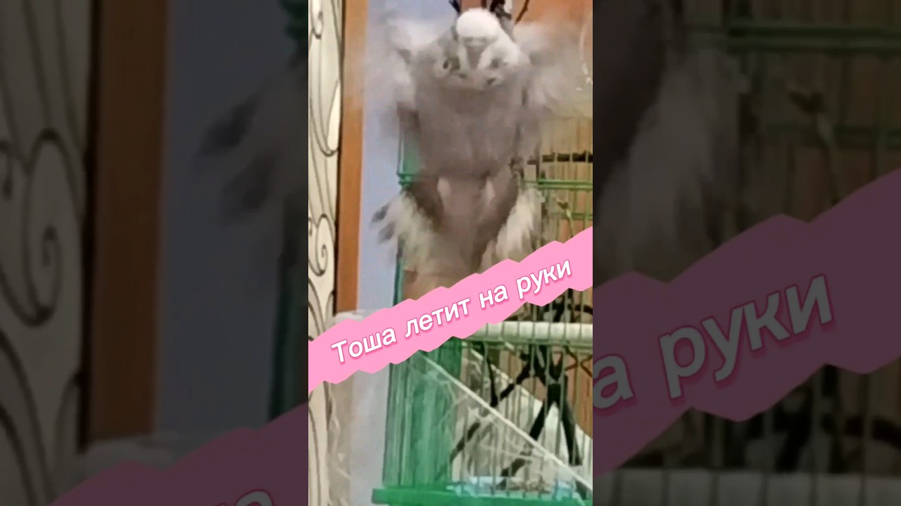 Тоша летит на руки! Попугай чех