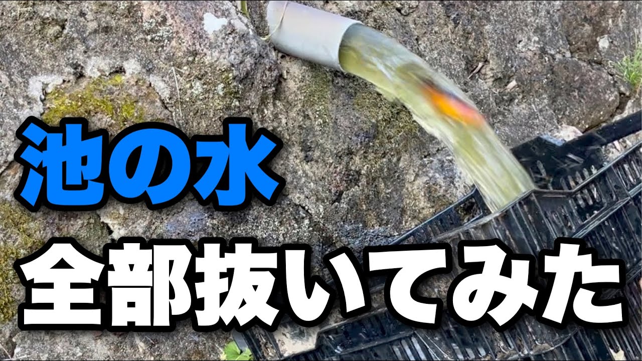 Мой отец расстроился, когда я слил всю воду из пруда в родительском доме.