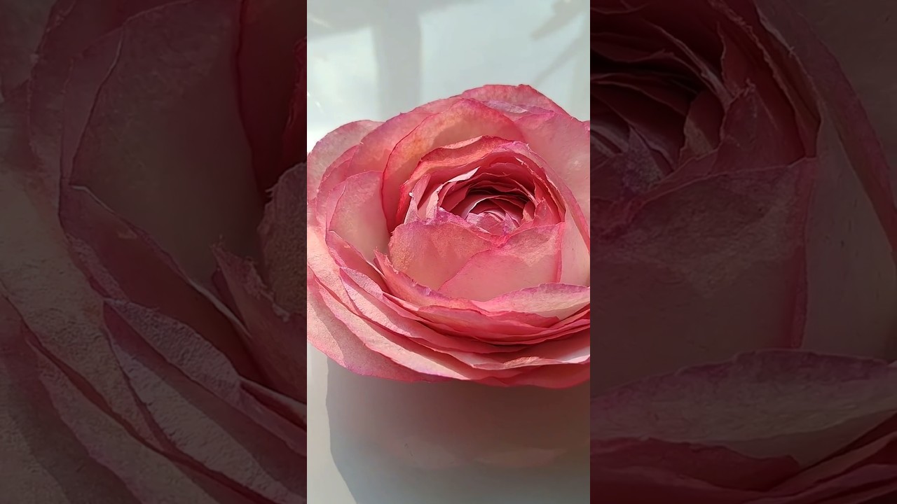 Tissue paper rose 🥀 #art #diy #craft #artandcraft #shorts #trendingshorts #satisfying #rose #artist