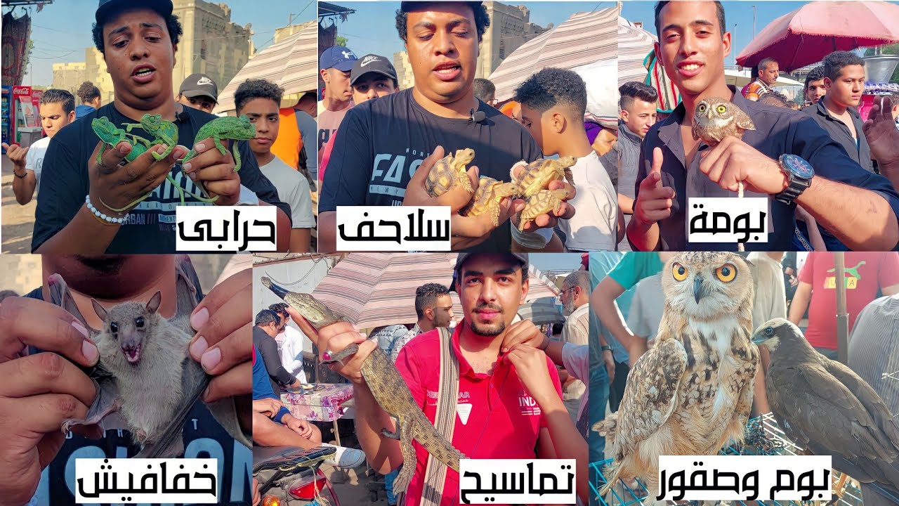 سوق الجمعة بالسيدة عائشة بالاسعااار تماسيح خفافيش صقور سلاحف ترس بوم قنافد تعابين حراب هامستر و