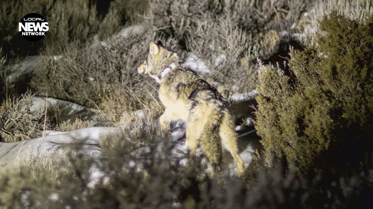 В штате Колорадо программа Wolf Range Rider расширяется на юго-запад штата.