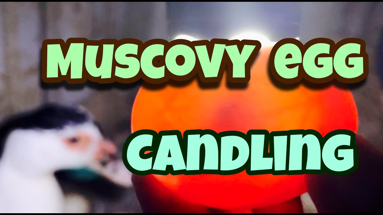 Muscovy Egg Candling | Duck Egg Candling | Manila Duck | Candling | Village Farm | Andhra Pradesh