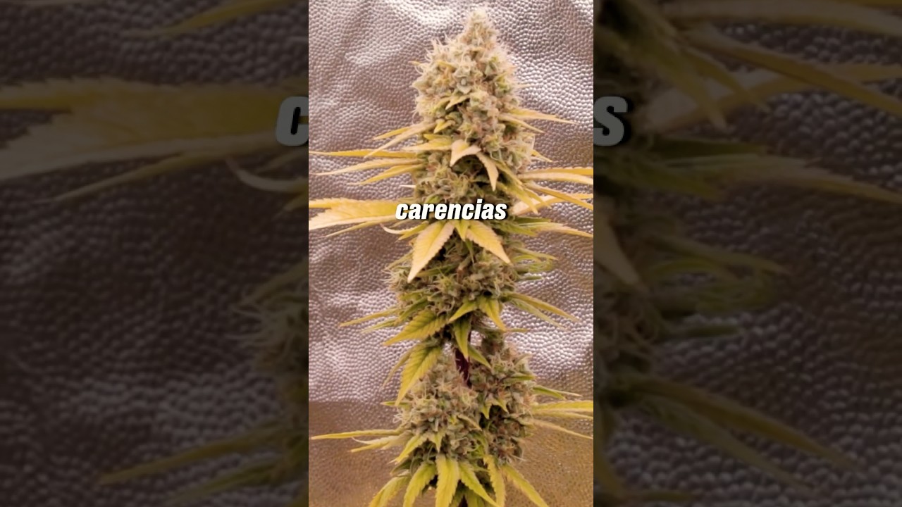 Cultivo Mineral vs Org&aacute;nico: Diferencias