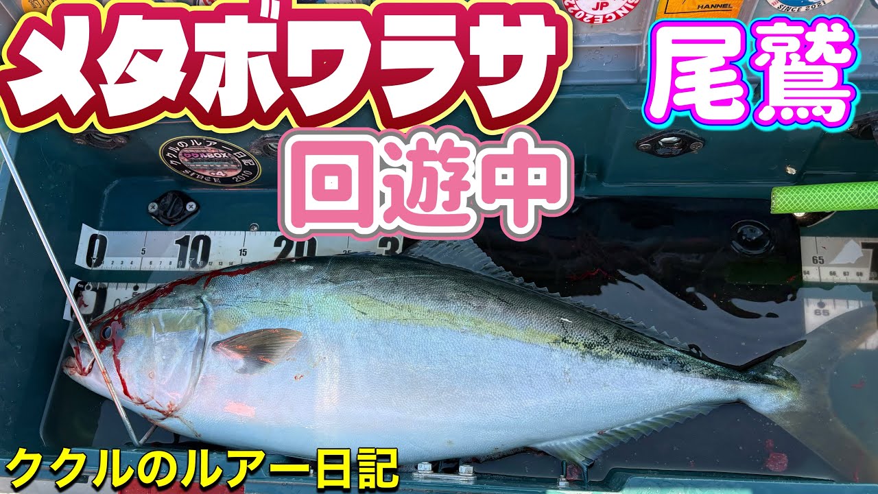 ep.141 青物狙いで三重県へ　極太ブリ　まだまだ寒かったです　ゴムボート釣り2026年　2月19日  尾鷲