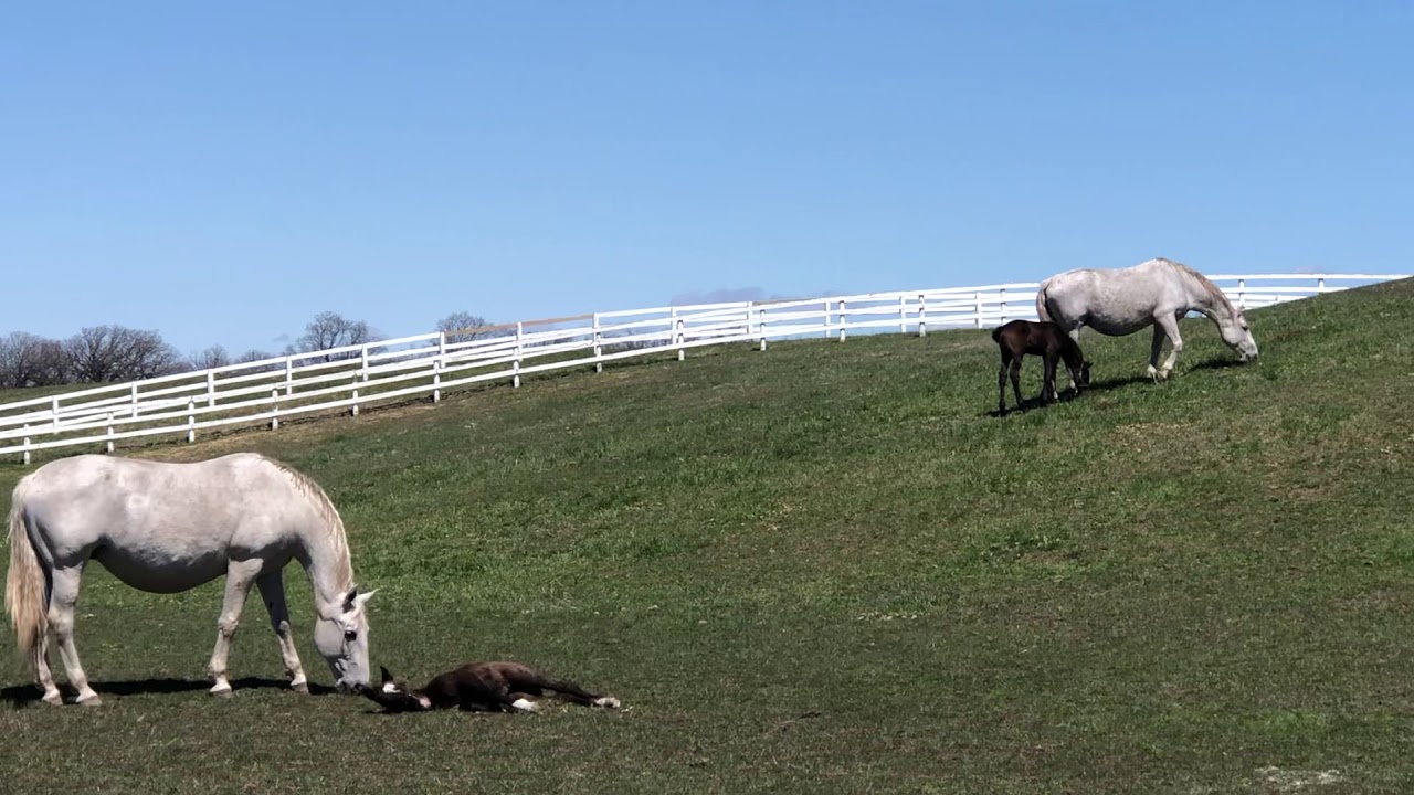 Life with Lipizzans