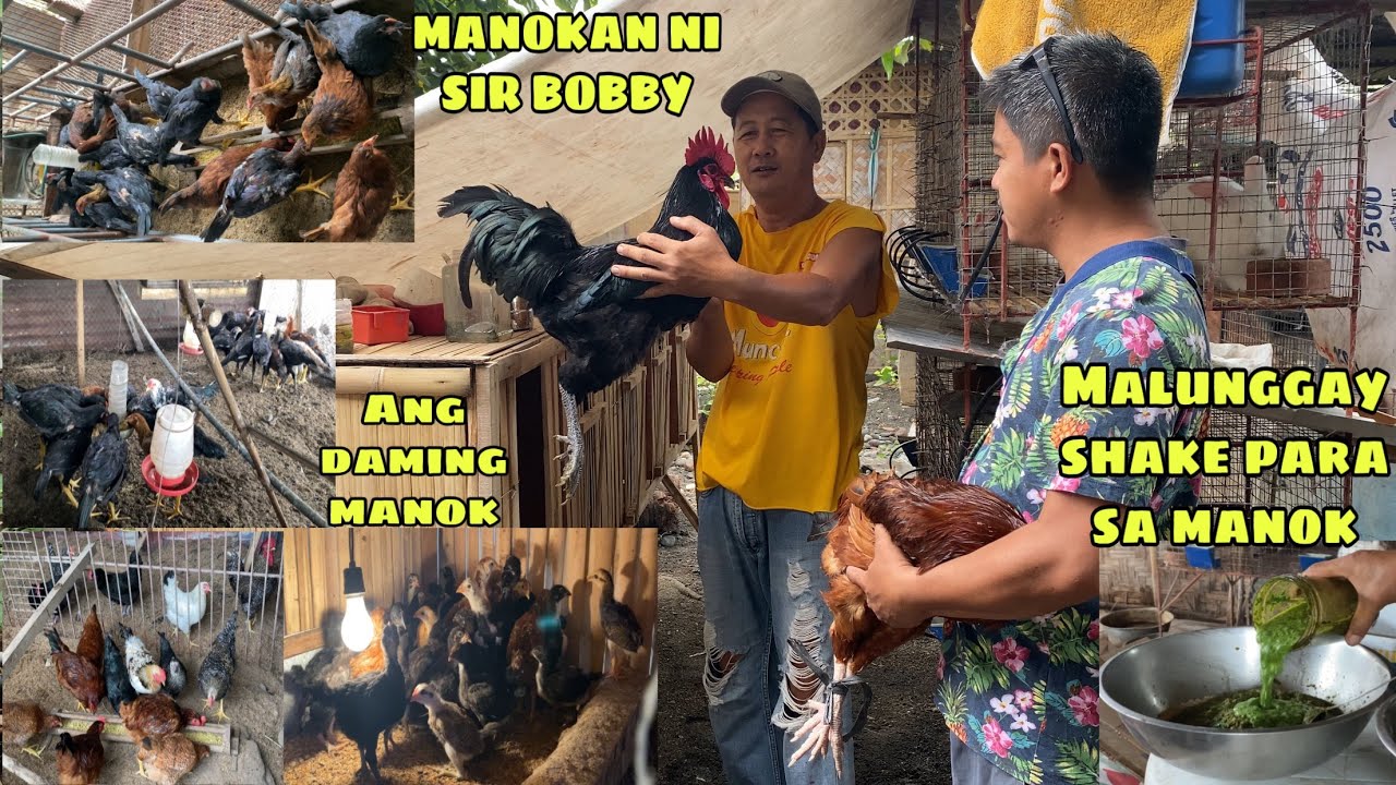 FARM VISIT SA MANOKAN NI SIR BOBBY | MALUNGGAY SHAKE FOR HEALTHY CHICKENS | NAG-SWAP ROOSTER TAYO