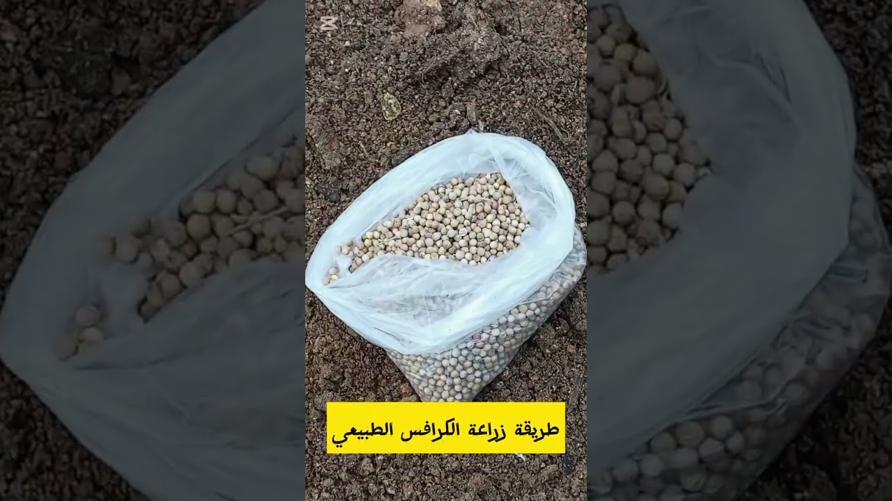 طريقة زراعة الكرافس الطبيعي بالحديقة 