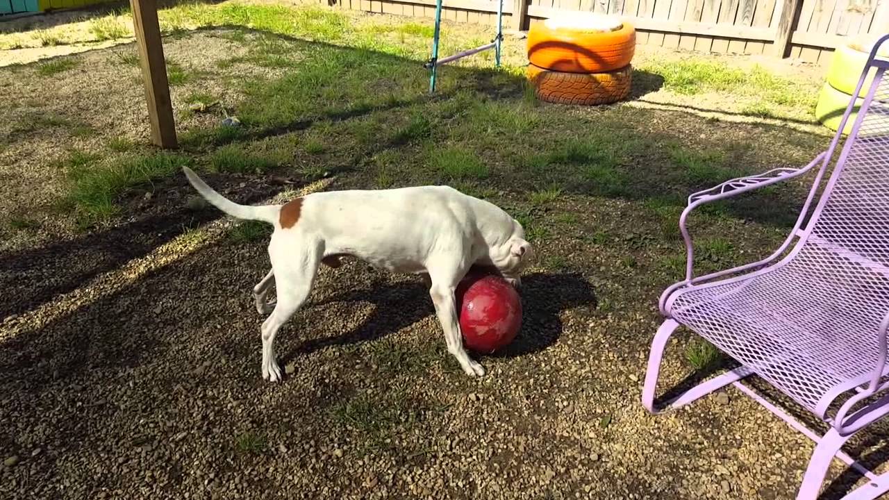 Bones Ball