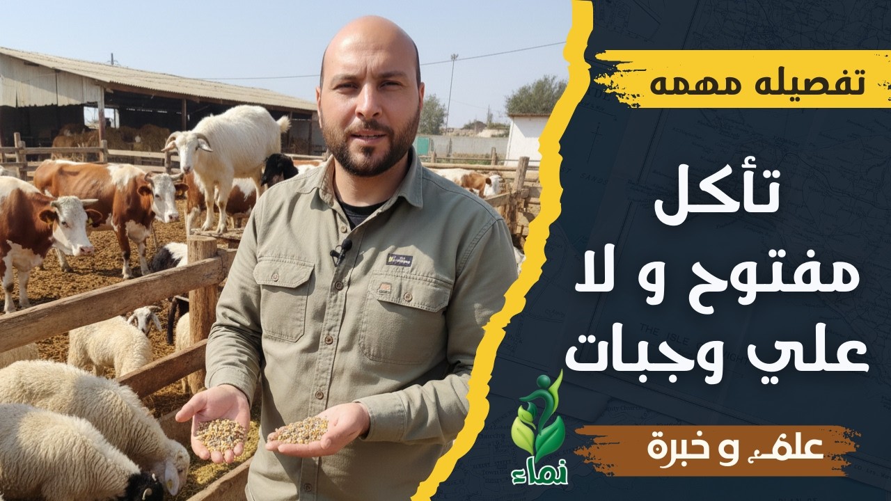 تأكل مفتوح و لا علي وجبات