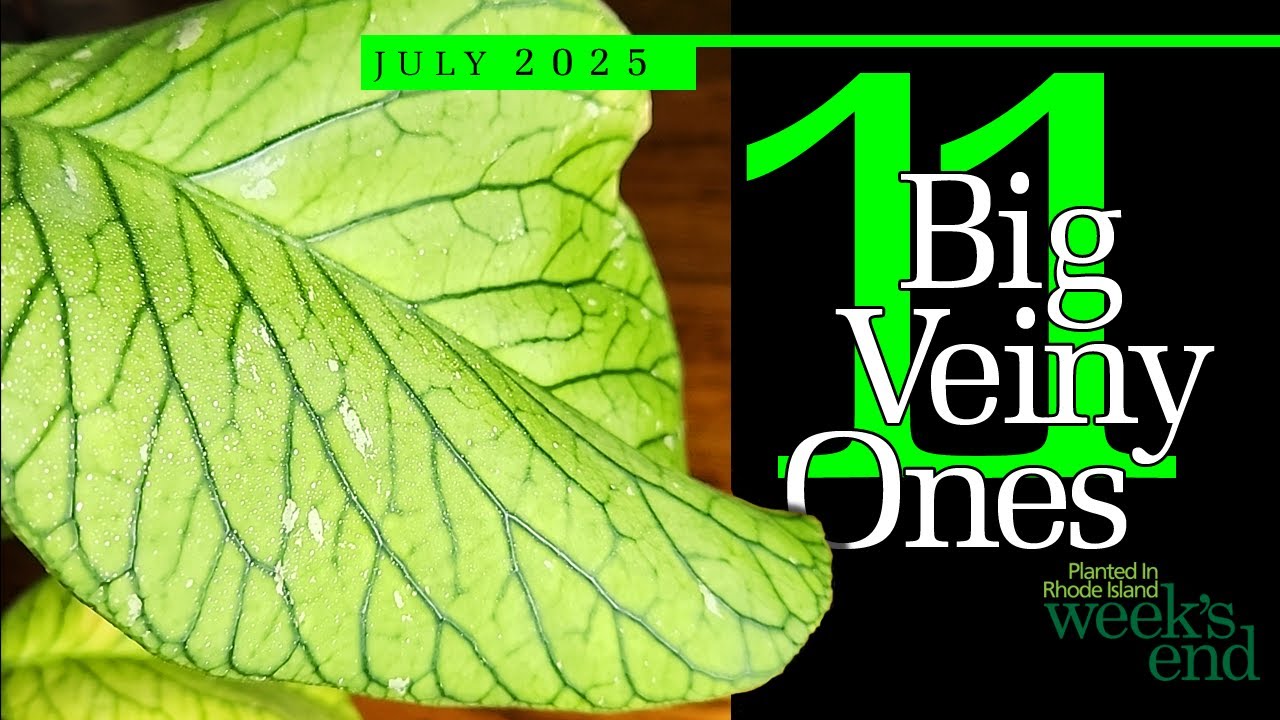 11 BIG VEINY ONES | Hoya callistophylla, Hoya finlaysonii, Hoya deykeae, Hoya meredithii, And More!