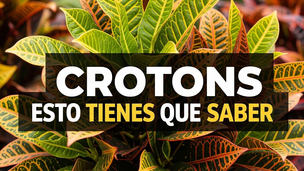 C&oacute;mo cuidar plantas de croton variedades de crotos interior y exterior