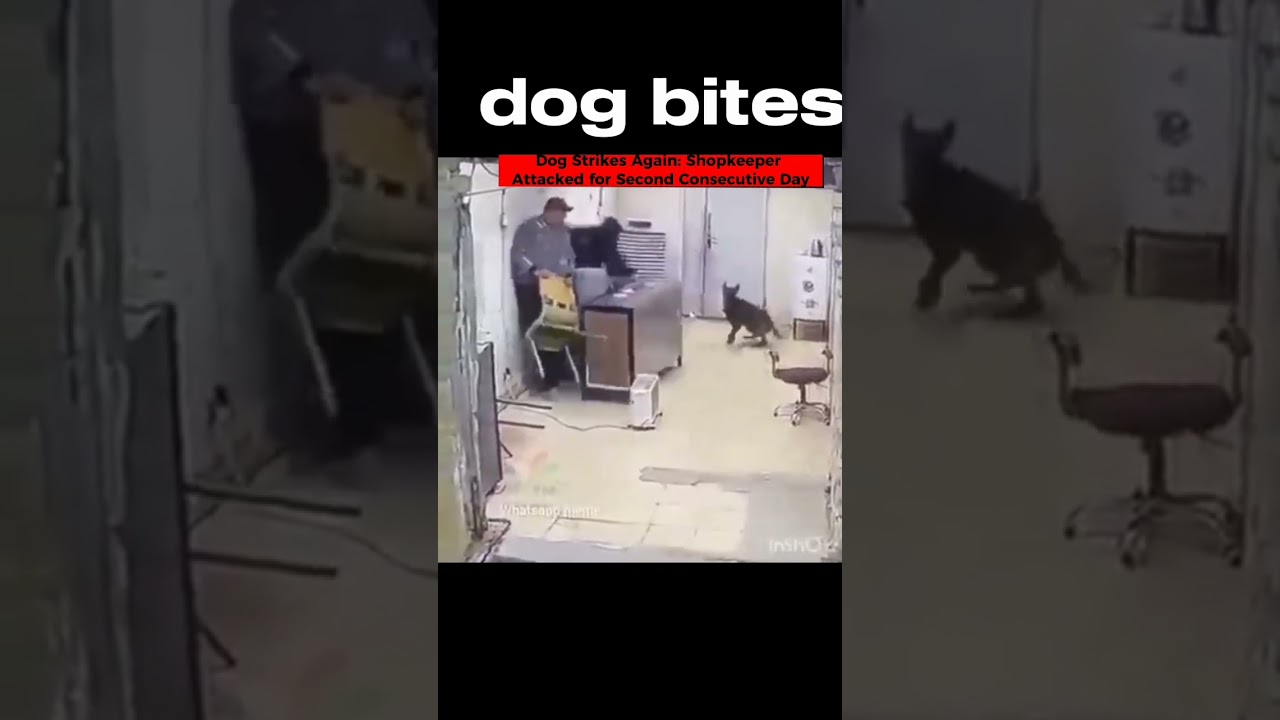 Dog Strikes Again: Shopkeeper Attacked for Second Consecutive DayShopkeeper Injured attack