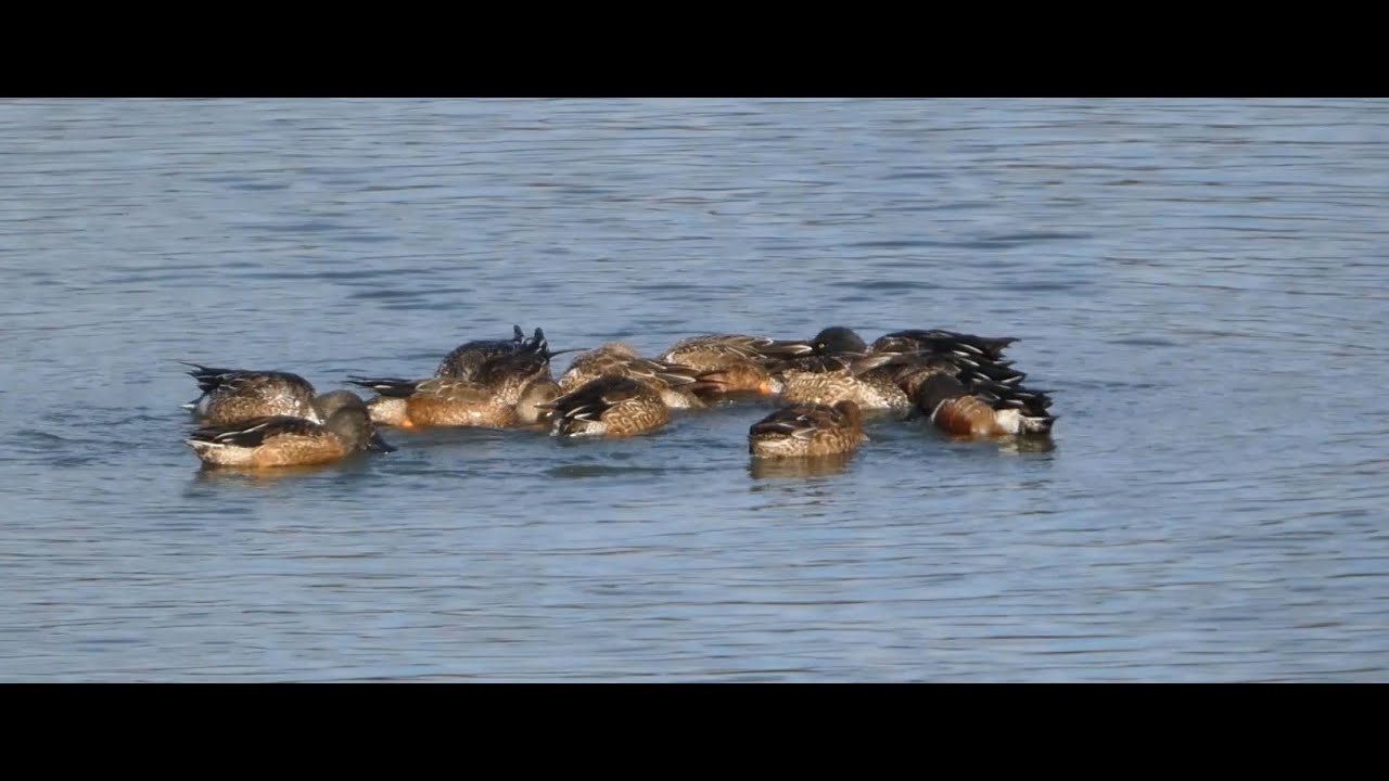 小規模なハシビロガモの渦巻採食 @勅使池 / Small-scale spin-feeding by Northern Shovelers @Chokushi Pond