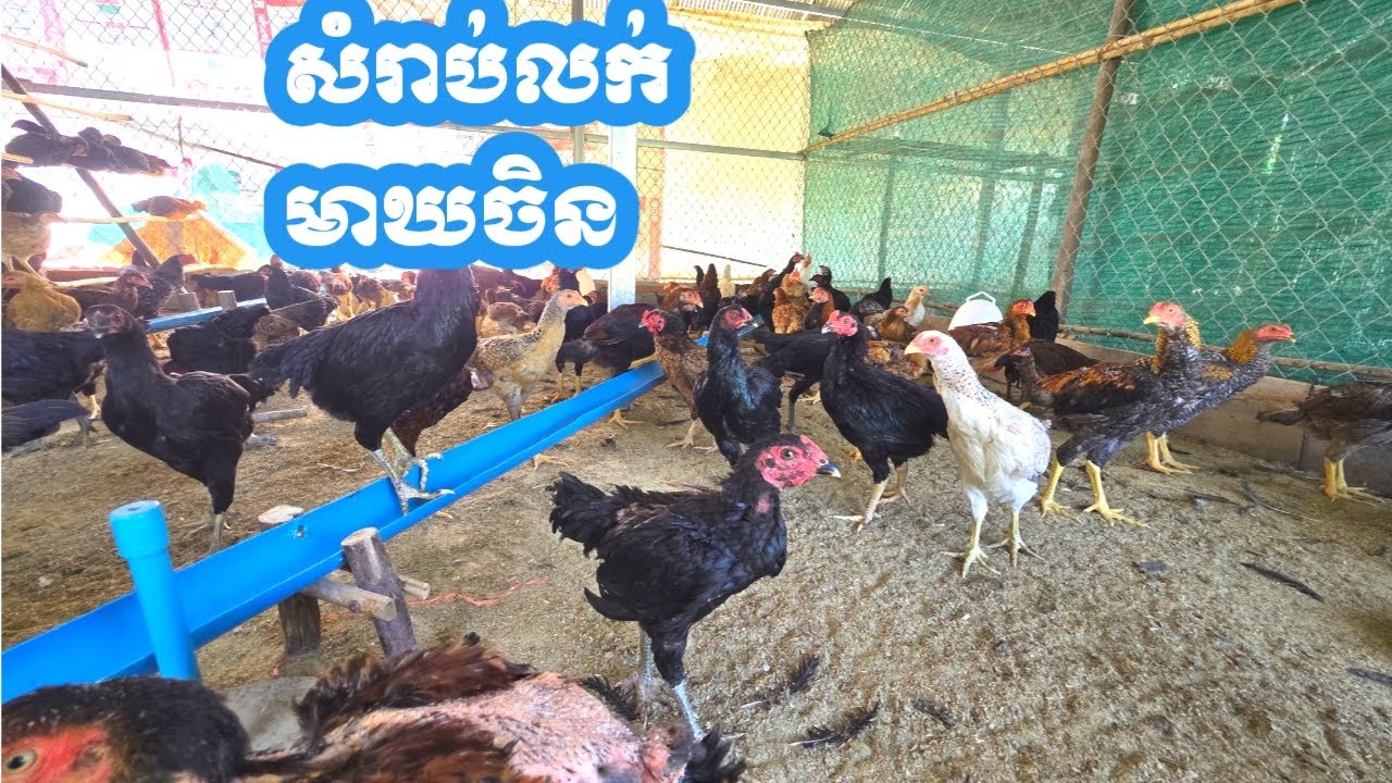 ត្រៀមលក់មាឃចិន
