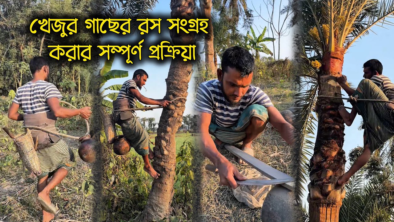Amazing process of Collecting date pulm juice making of Bangladesh