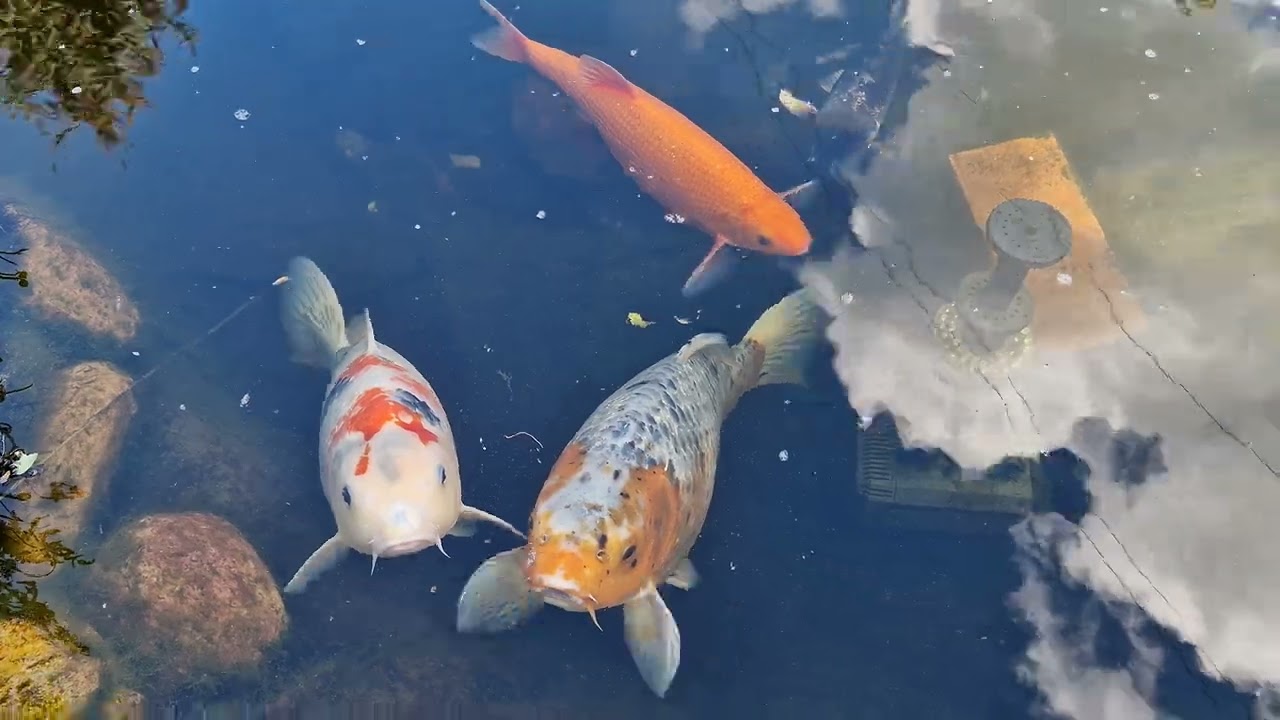 Oczka wodne w moim ogrodzie 😍🐠🐸🌼 27.04.2024