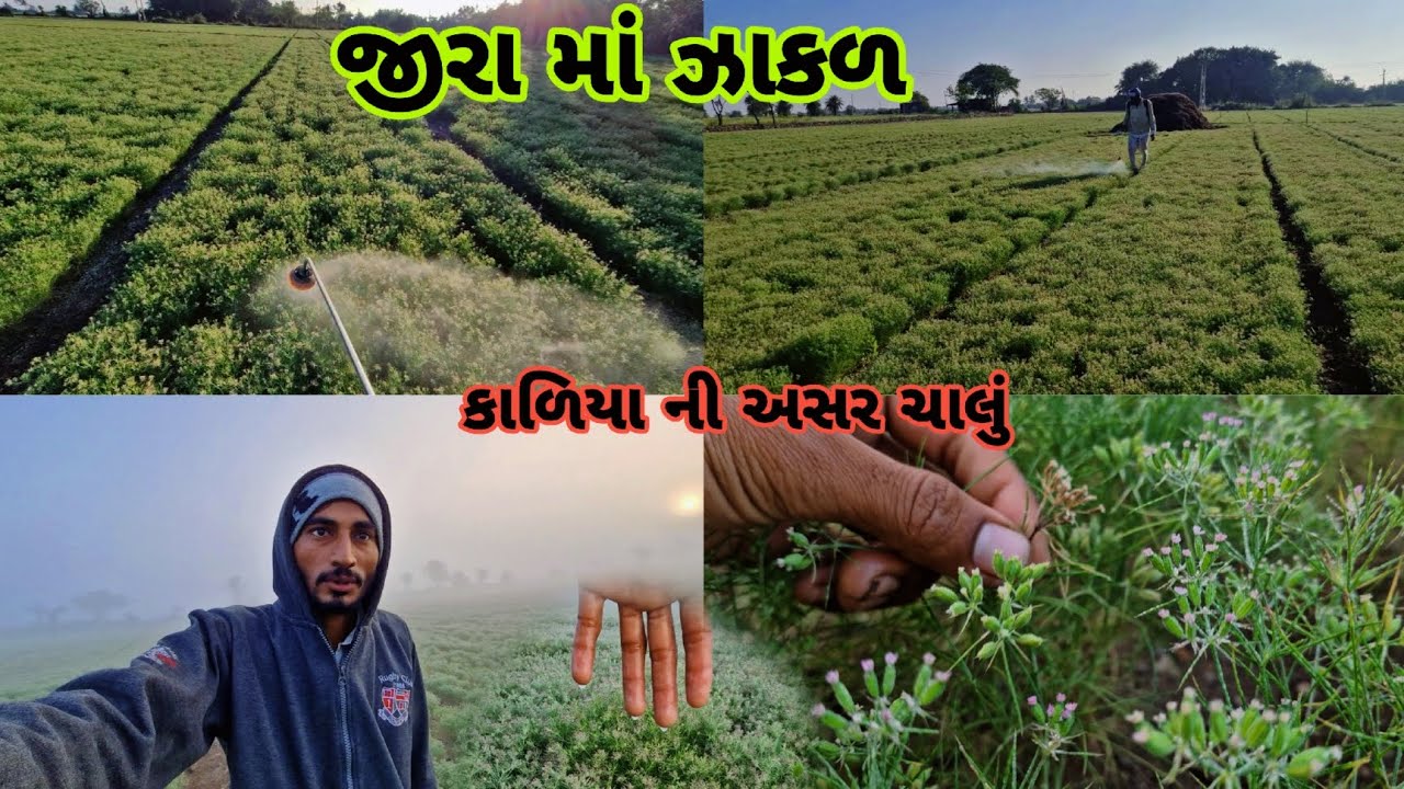 જીરૂં માં કાળિયા ની અસર ચાલું|| જીરા નો જોખમ|| farming life 