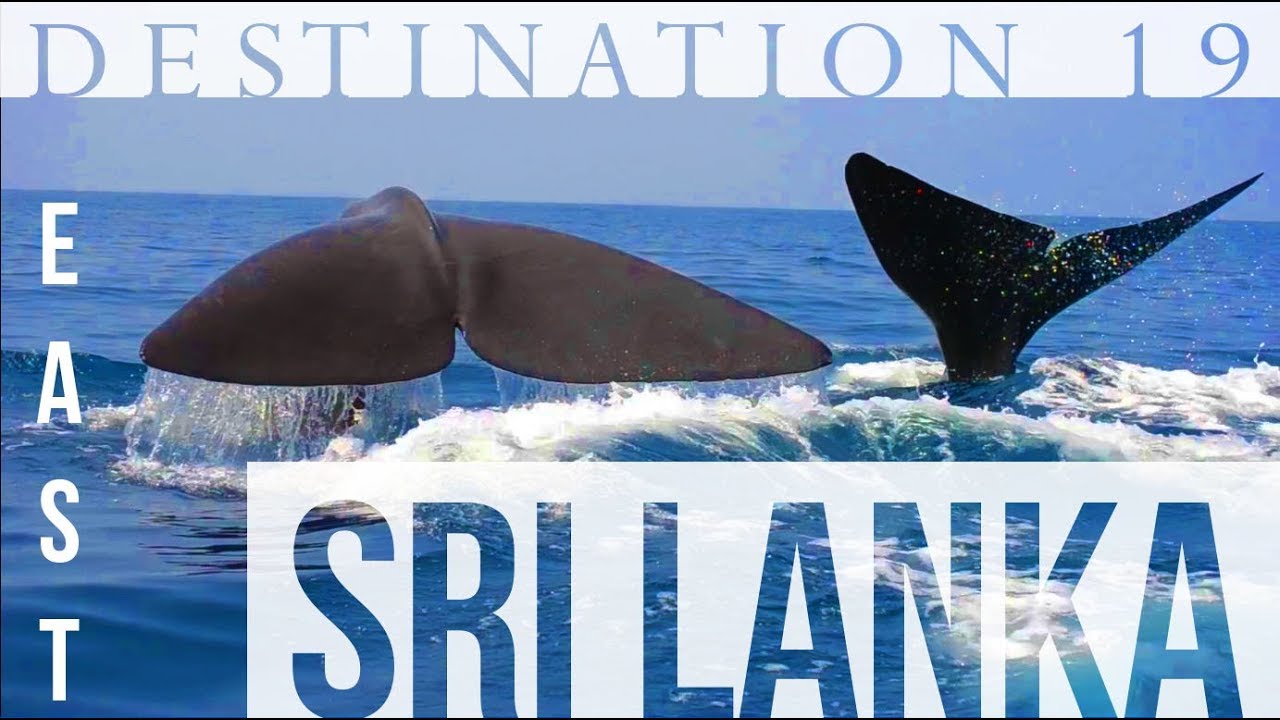 SWIMMING WITH 90ft BLUE WHALES & DOLPHINS!!! Sri Lanka Cheap Travel Guide