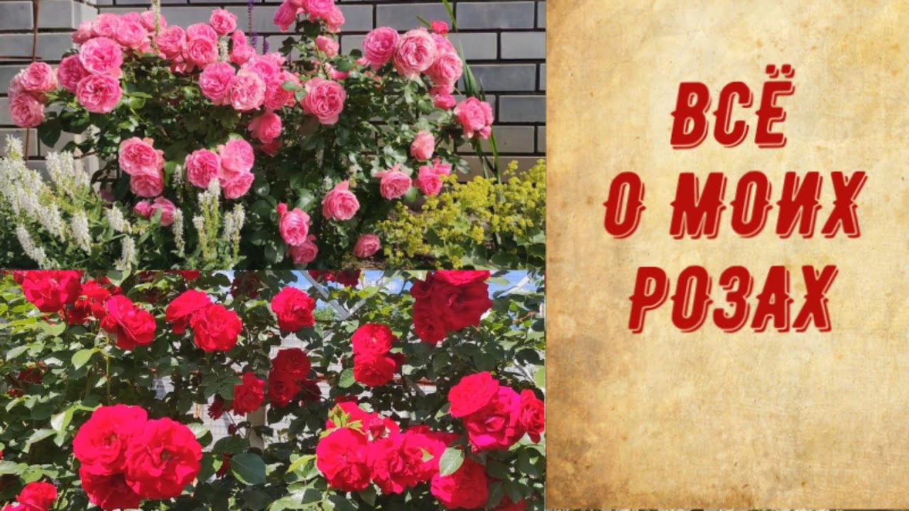 ПРИГЛАШАЮ НА ЦВЕТЕНИЕ РОЗ. МОЙ УХОД, СОРТА, ПРЕПАРАТЫ, УДОБРЕНИЯ.
