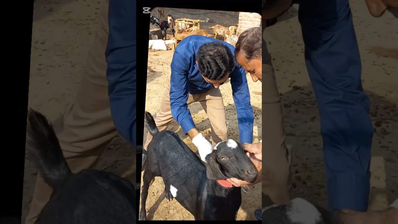 CCPP vaccine practical demonstration #goat #drimaadrashid #animals #shorts #vaccine #gm #agriculture
