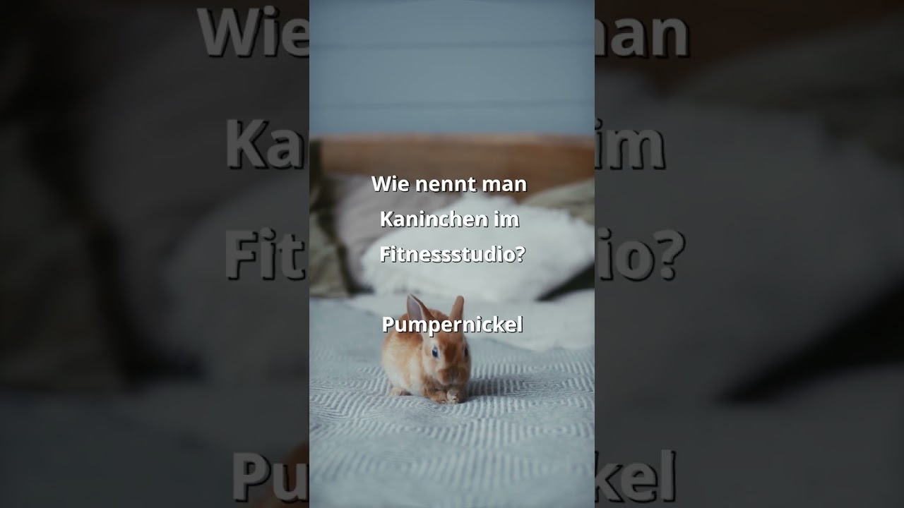 Fittes Kaninchen  #Witz #witzig #Spa&szlig; #Fun #funny #shorts #komisch #memes #humor #Lustig #lachen