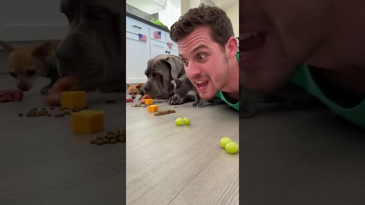 I trained my dog well and now he uses it to fetch snacks fast 
