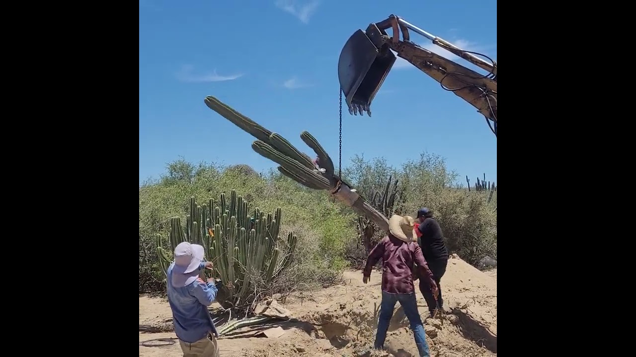 How To Move A 100-Year Old Cardon Cactus