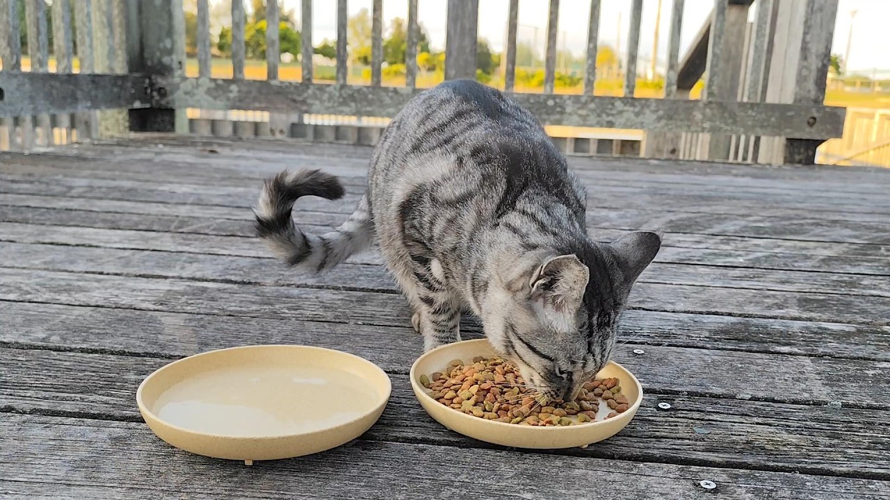 2025.12.8 猫巡り サバトラに美味しいカリカリと大好きなウェットフードを