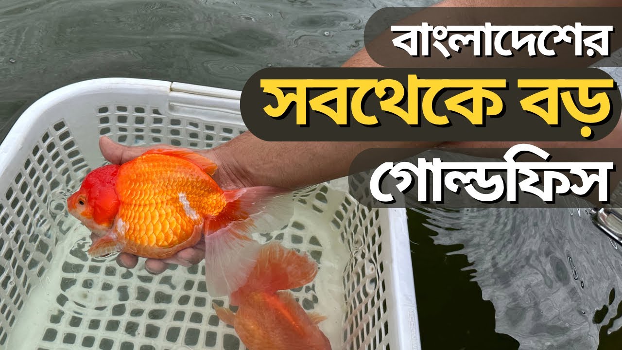 দেখুন থাইল্যান্ড থেকে রঙীন মাছ কিভাবে বাংলাদেশে আসে। Giant Oranda at Fayyad Agro