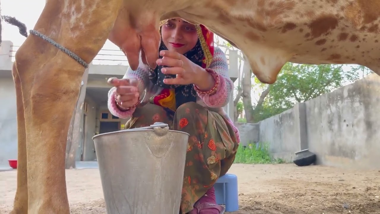 Cow milking 🙏 #deepika vlogs