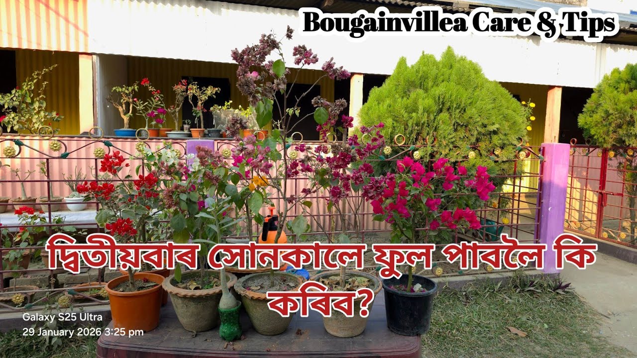 How to Take Care of Your Bougainvillea Flower Plant | Flower Cutting and Growing Tutorial 
