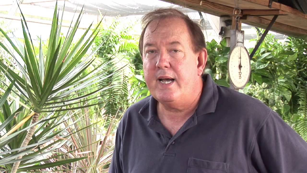 How to Prepare a Rose Bush for the Winter