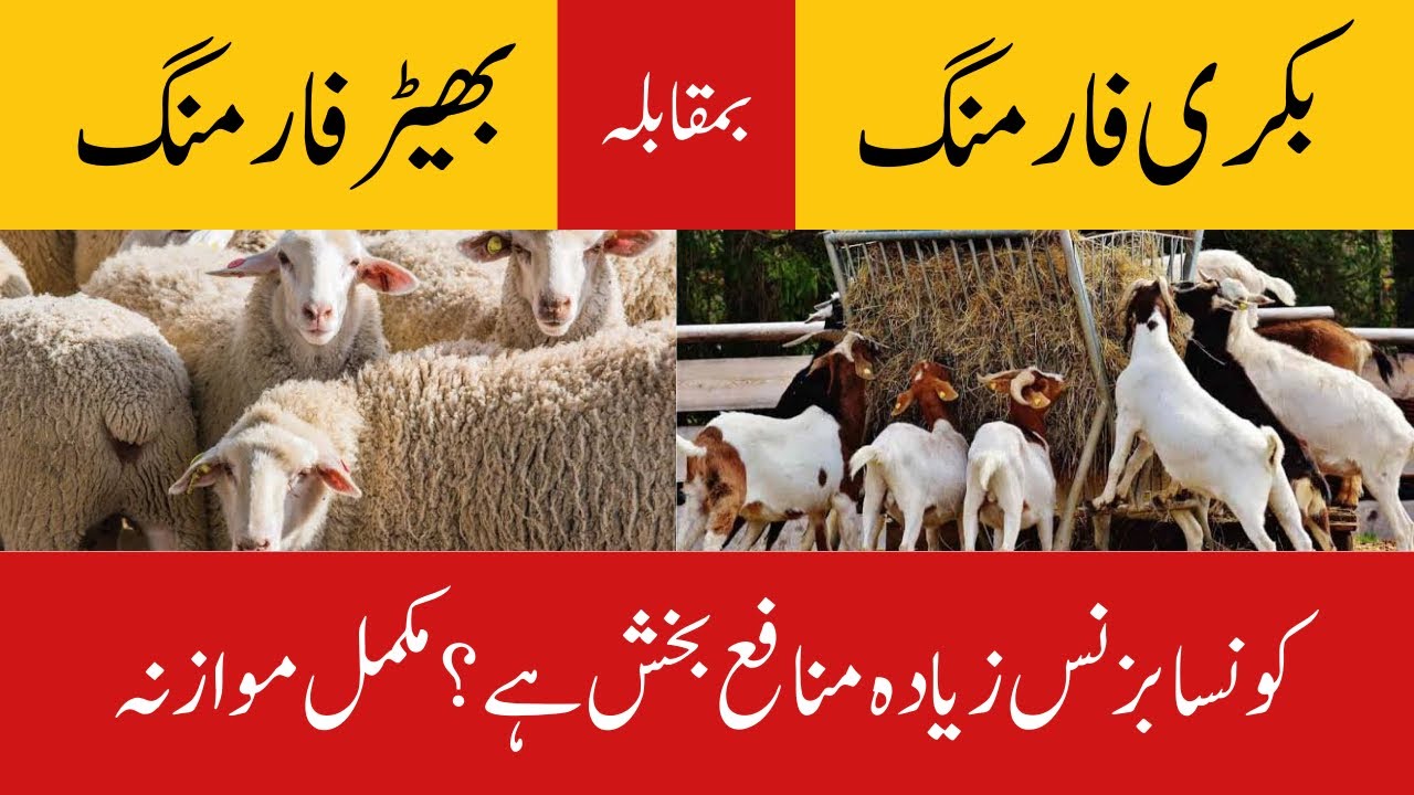 Goat Farming Vs Sheep Farming || Which is more Profitable | Complete Comparison || Dr Noman Ali
