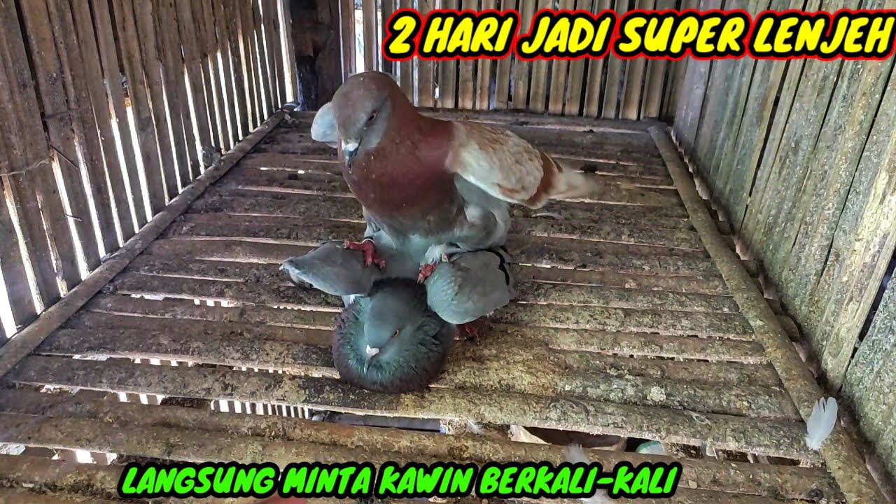 CARA JITU MELENJEHKAN MERPATI BETINA YANG BARU BELI DI PASAR || CARA LENJEHIN MERPATI