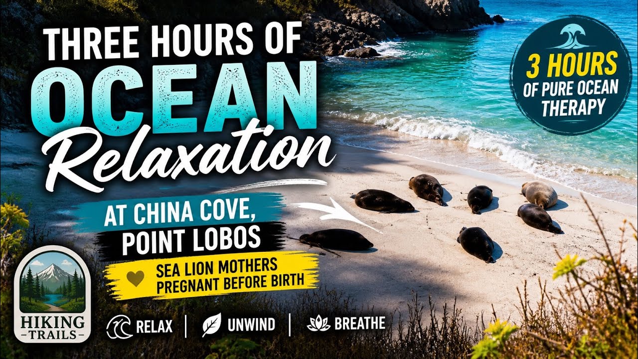 3 Hours of Ocean Relaxation 🌊 China Cove Point Lobos | Pregnant Sea Lions | 4K Nature Sounds