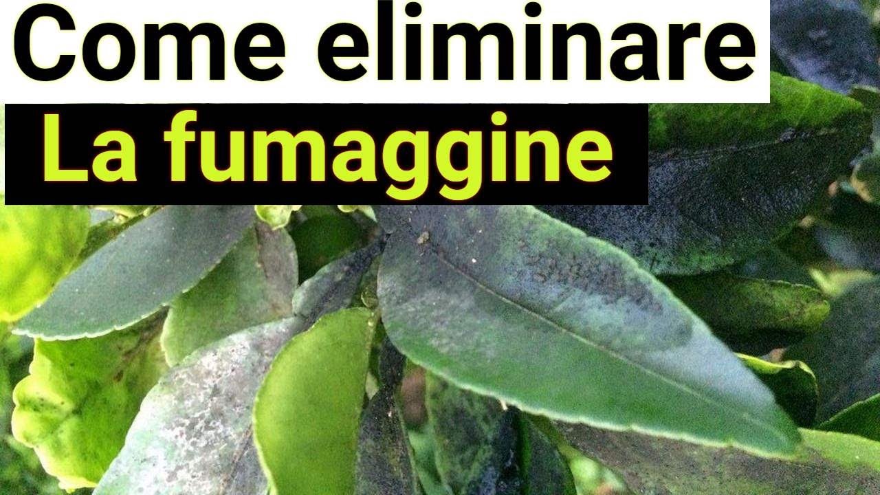 Fumaggine degli agrumi. Come eliminarla in pochi giorni a costo zero (o quasi). Metodo biologico!