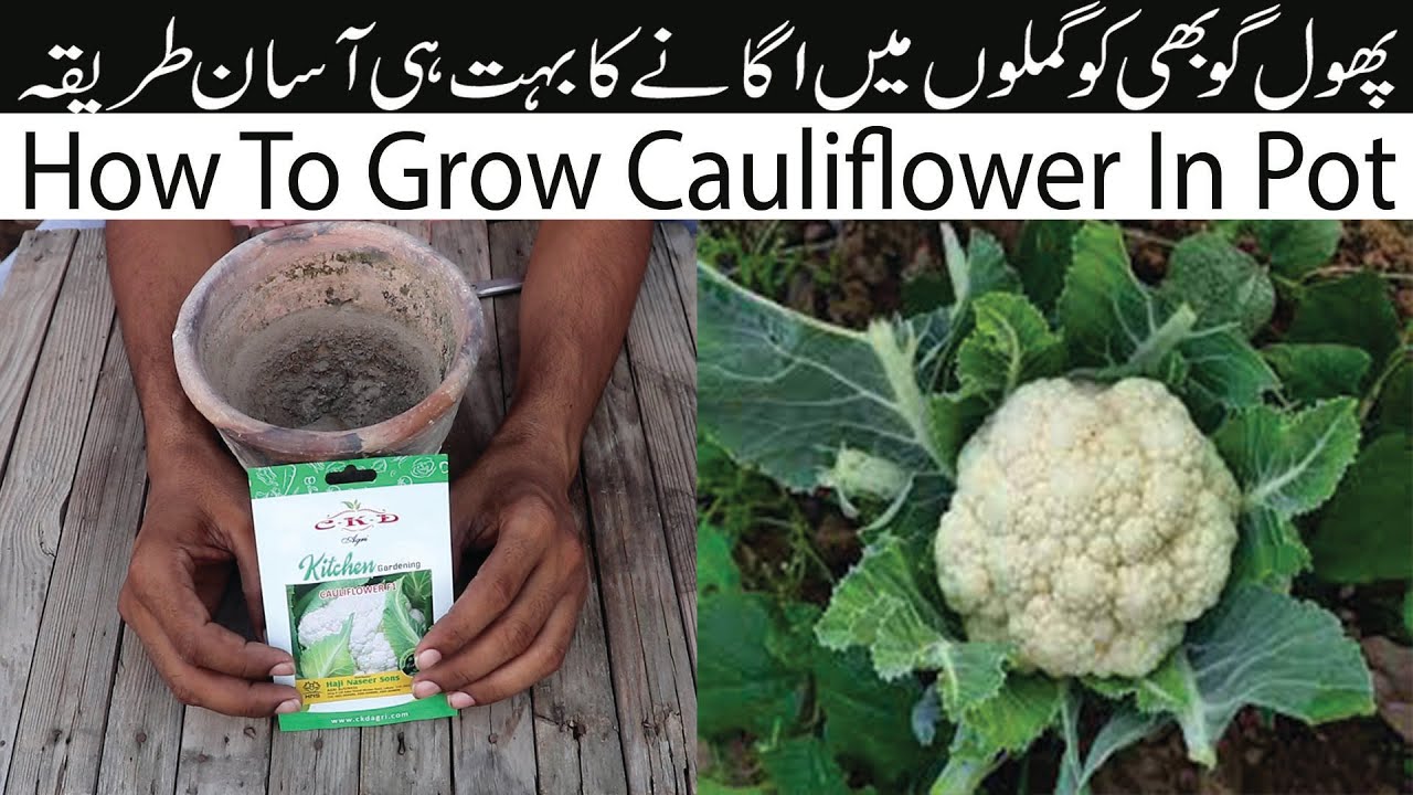 How To Grow Cauliflower / Phool Gobi In Pot At Home | Growing Cauliflower.