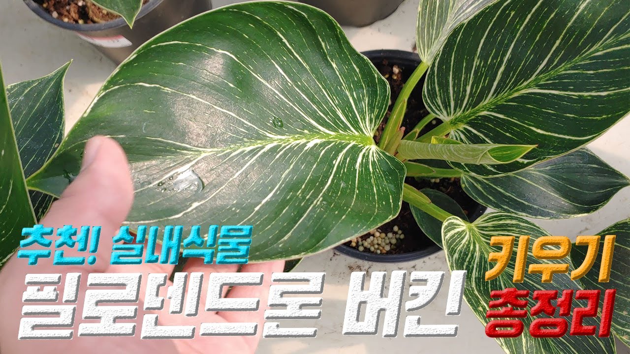 필로덴드론 버킨 키우기 🍒 필로덴드론 버킨 번식 🌱 Philodendron Birkin